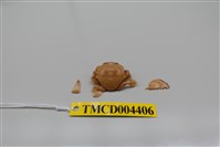 藏品(紅線黎明蟹)的圖片